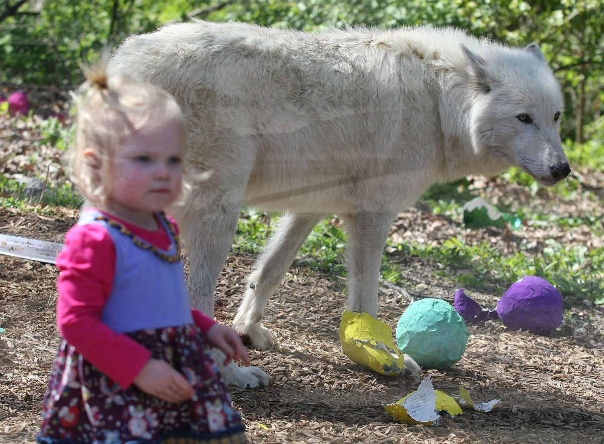 2015: Wolf Birthday